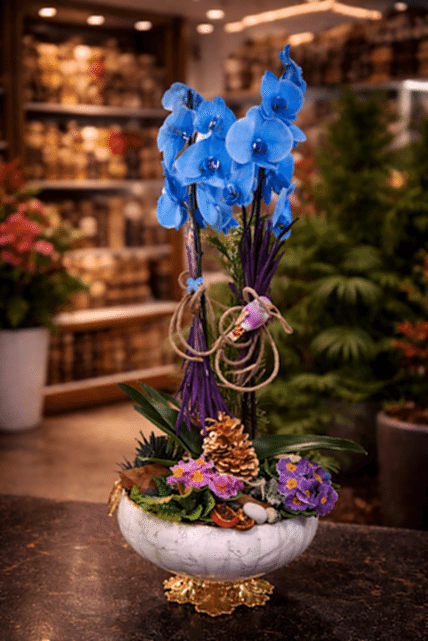 Mavi Orkide Şıklığı