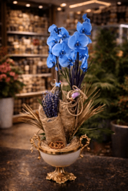Mavi Orkide Şıklığı 2