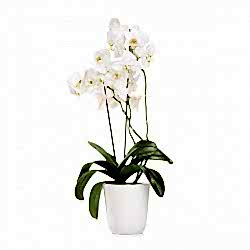 Çift Dallı Beyaz Orkide