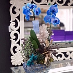 Sukulentli Mavi Orkide Aranjmanı